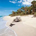 A beach with trees and water on the shore.
