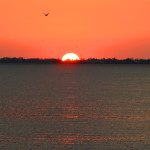 A bird flying over the ocean at sunset.