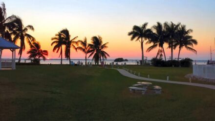 A park with benches and palm trees at sunset.