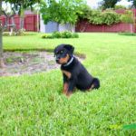 A small dog sitting in the grass on top of it's hind legs.